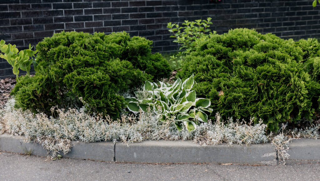 Lush green bushes and variegated plants in a garden bed along a sidewalk and dark brick wall.