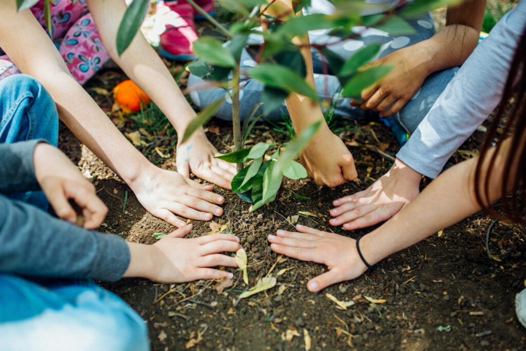 Children's hands gather around a small, newly planted tree in the soil, symbolizing teamwork and environmental care.